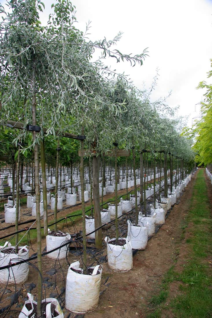 Pyrus salicifolia Pendula in summer months