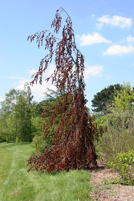 mature Fagus sylvatica Black Swan