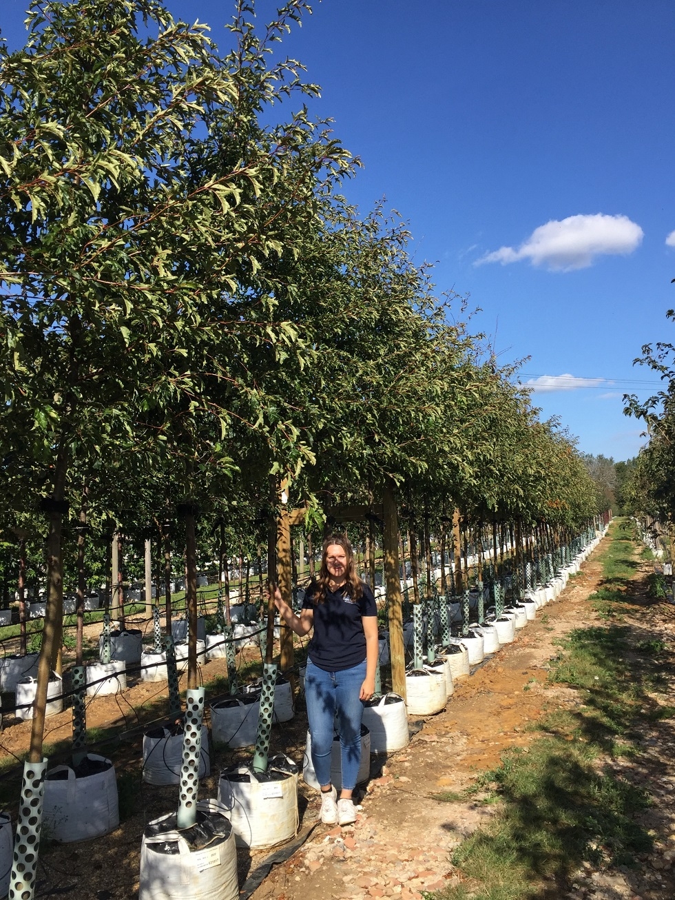 Malus toringo Brouwers Beauty at barcham trees