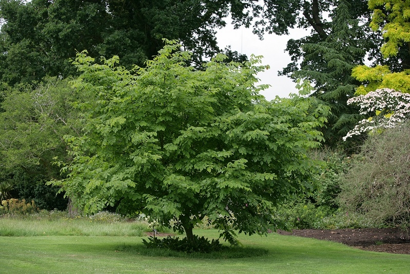 Cladrastis kentukea