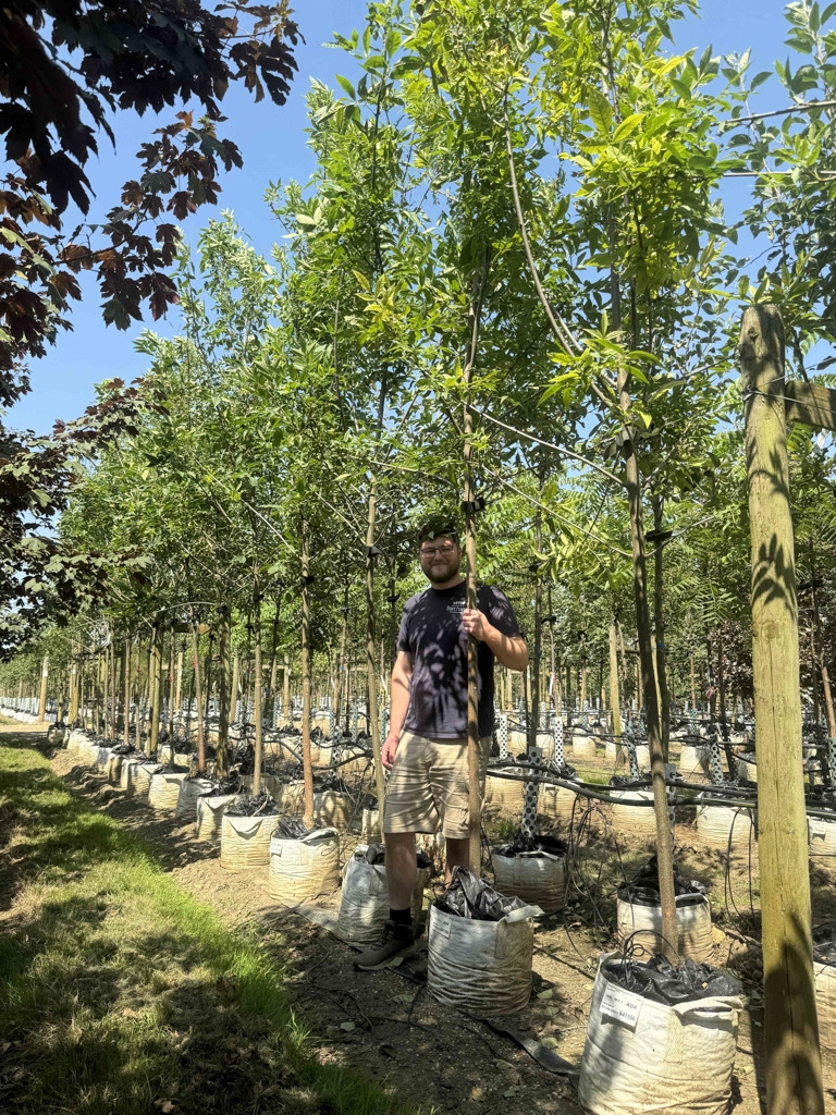 Fraxinus pennsylvanica Summit