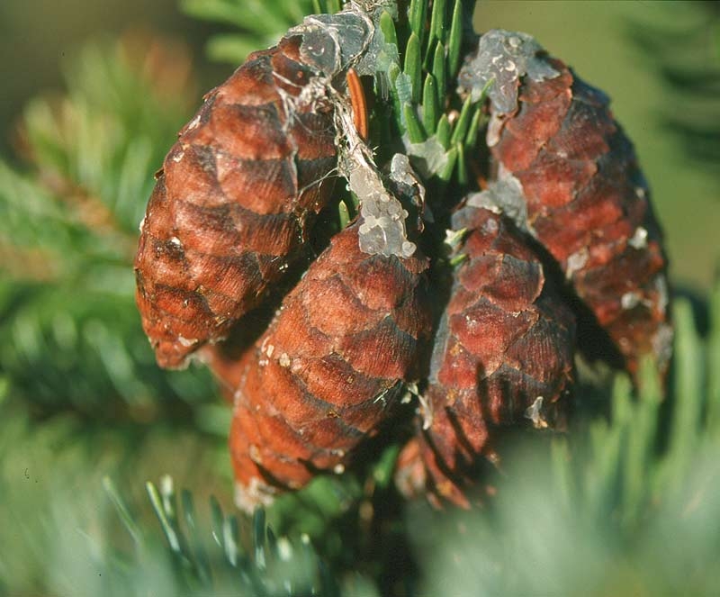 the cones of Picea omorika