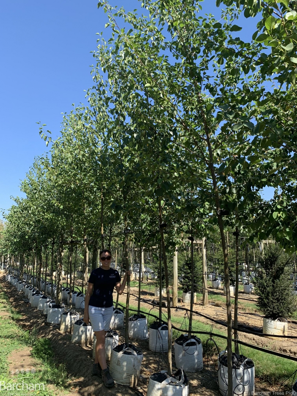 Alnus cordata