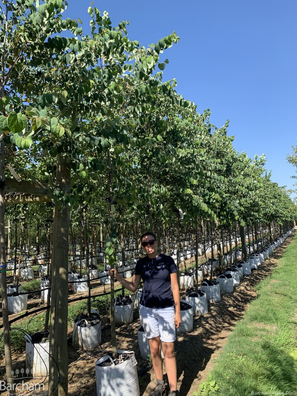 Cercidiphyllum japonicum