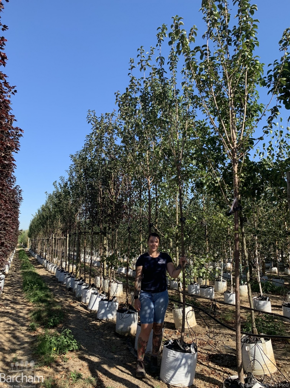 Prunus hillieri Spire