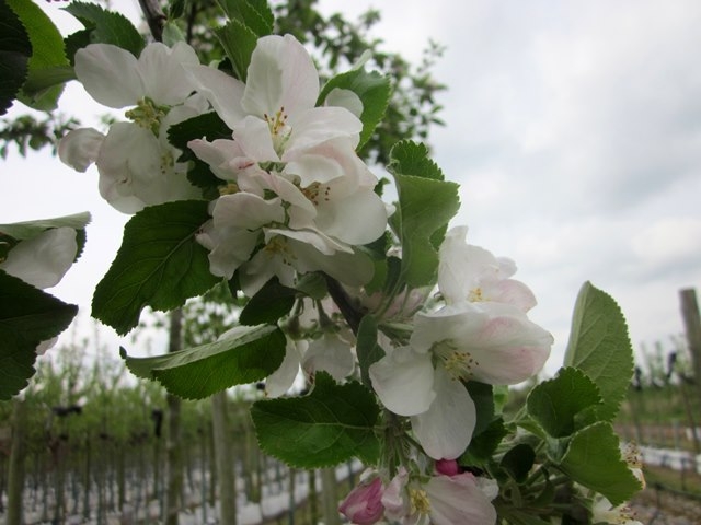 The white flower of Malus Egremont Russett