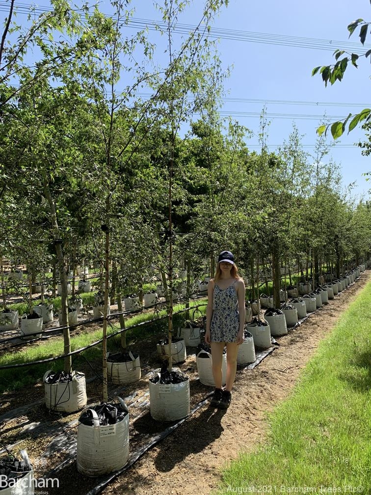 Betula pendula Dalecarlica