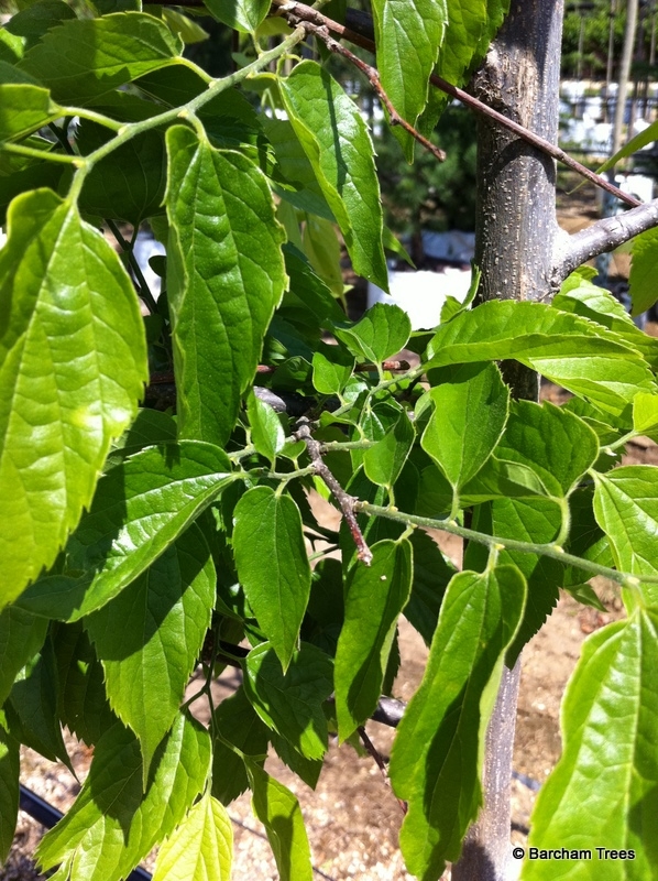 the foliage of Syringa reticulata Ivory Silk