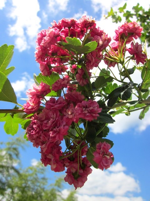 the pink flowers of Crataegus laevigata Pauls Scarlet