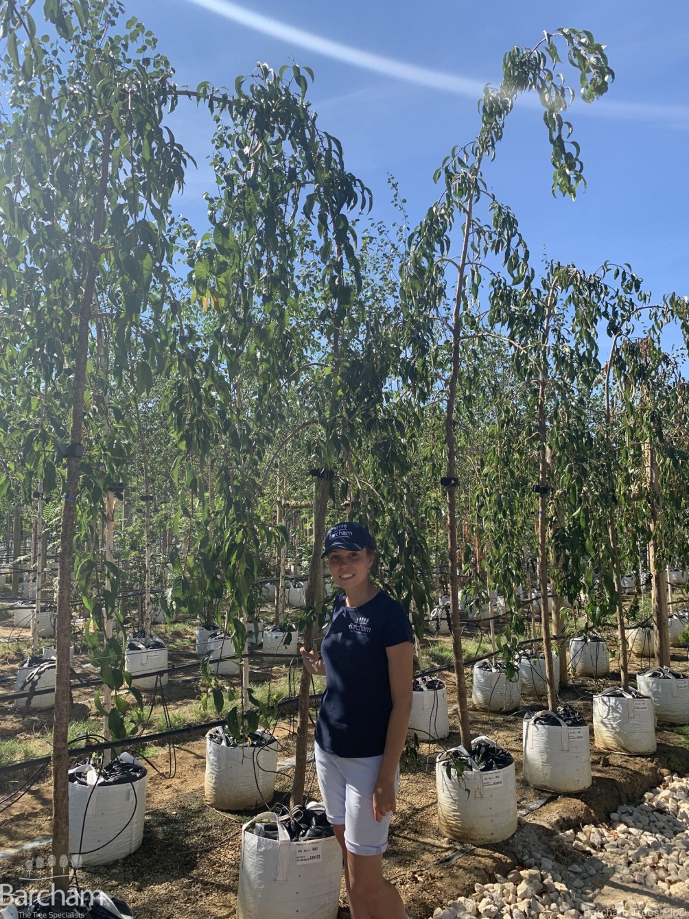Prunus Cheals Weeping