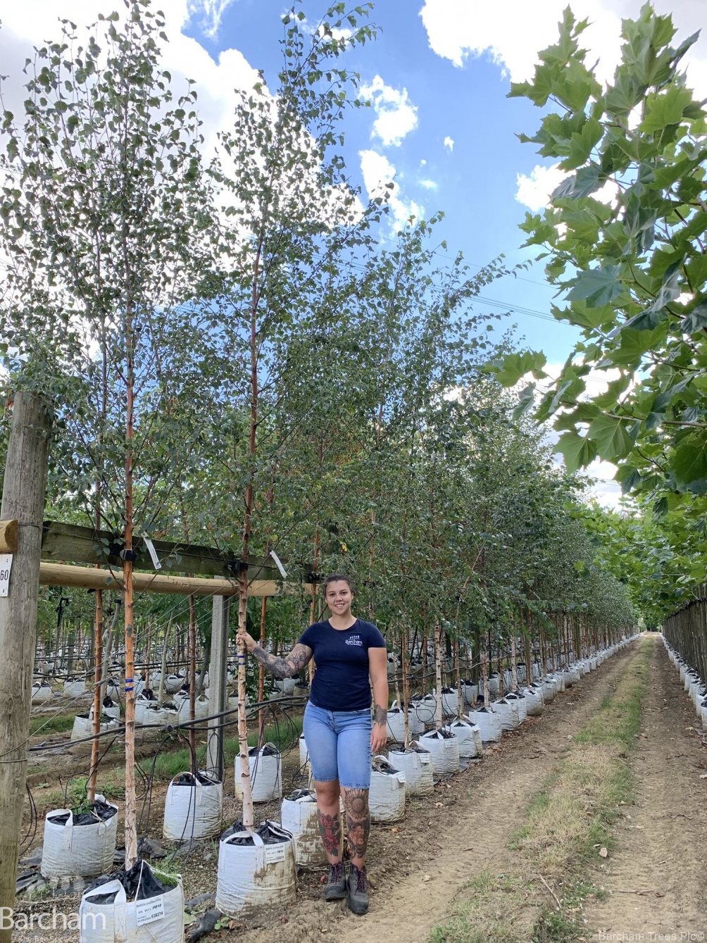 Betula pubescens