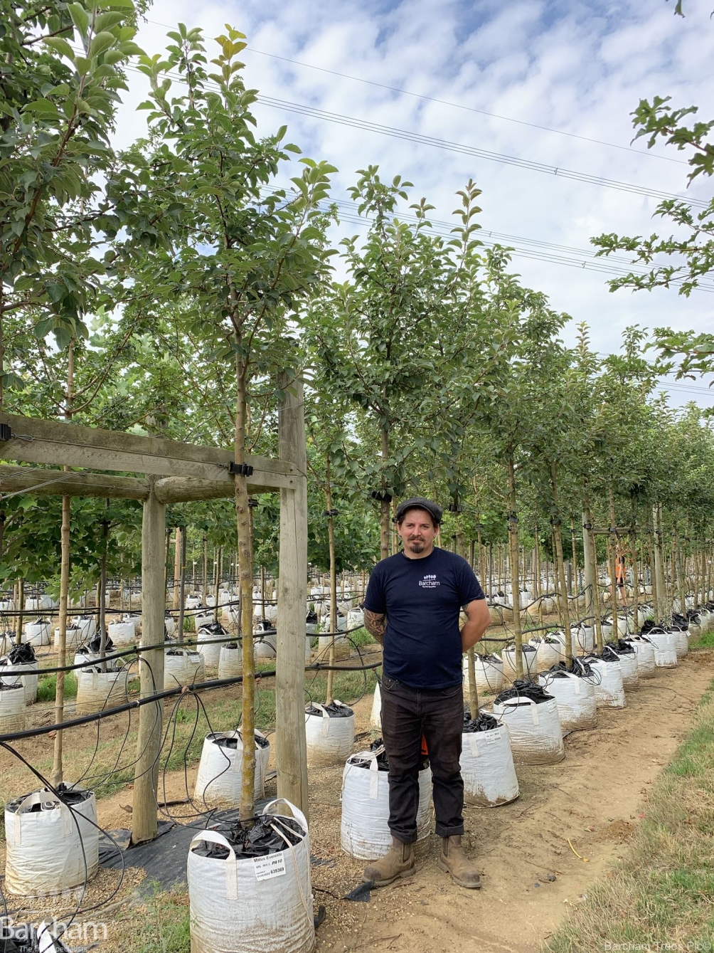 Malus Evereste