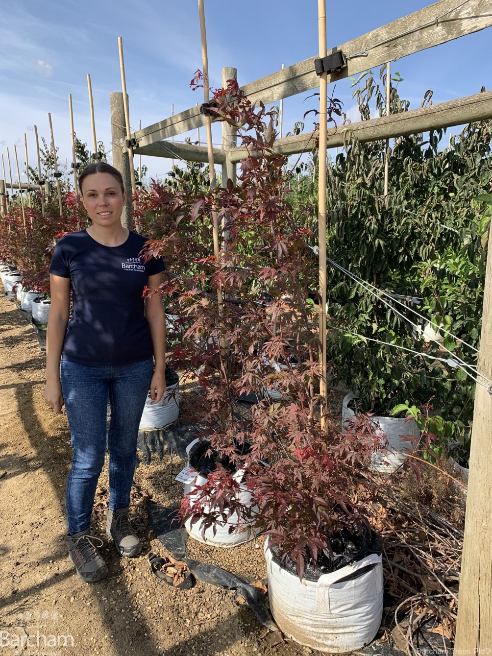 Acer palmatum Atropurpureum multi-stem