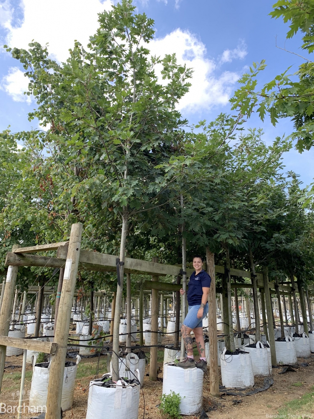 Quercus rubra