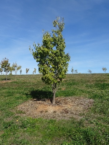 Eucommia ulmoides