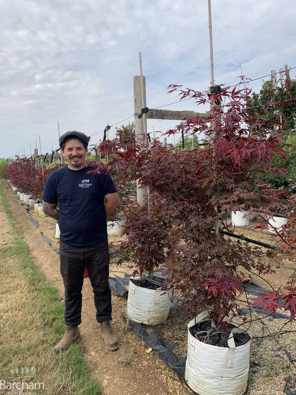 Acer palmatum Fireglow multi-stem