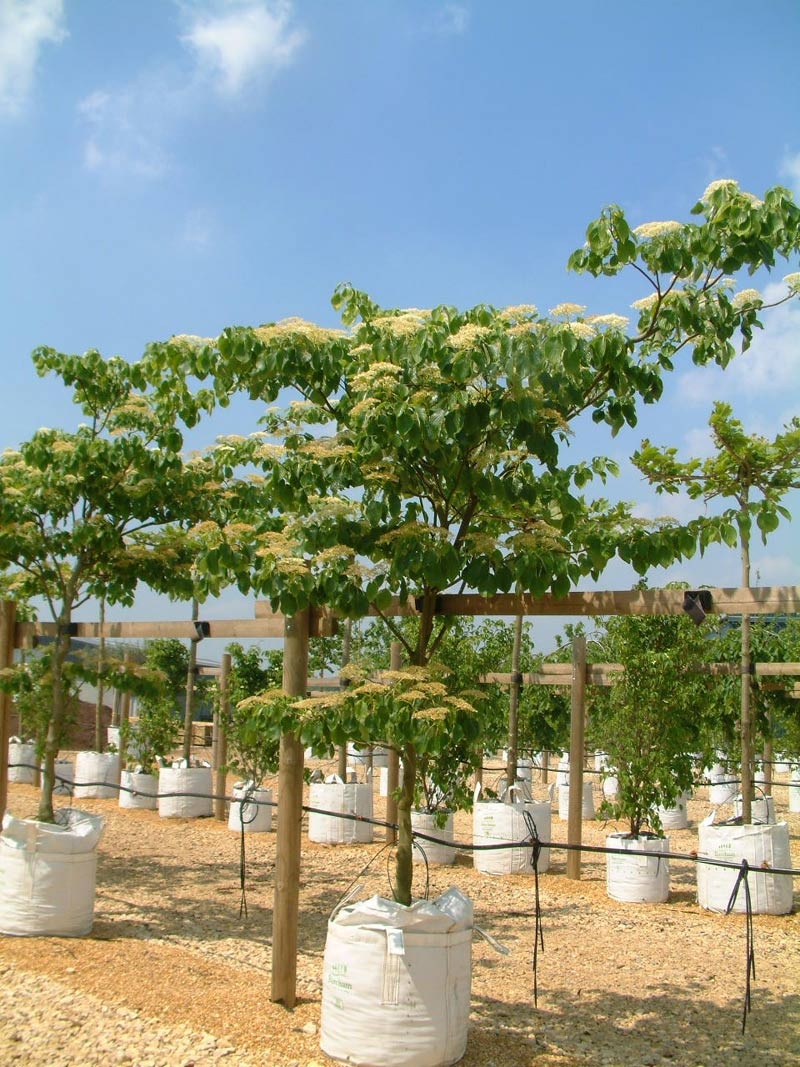 single specimen of Cornus controversa