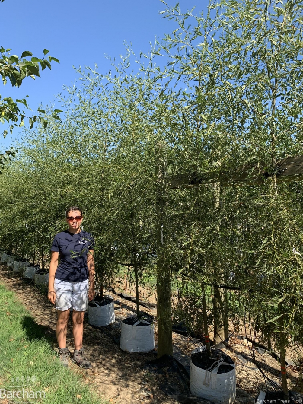 Alnus glutinosa Imperialis