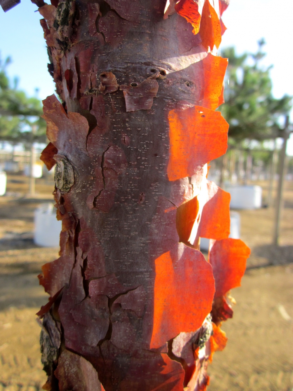 Acer griseum bark