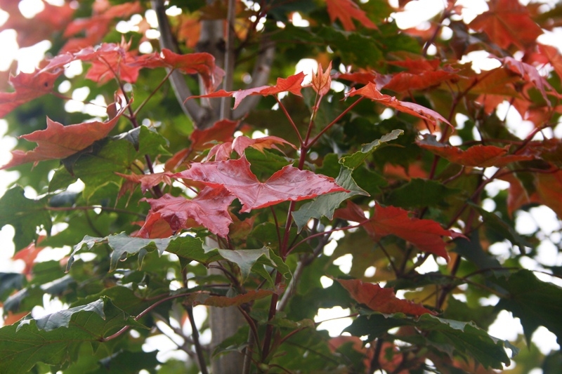 New foliage of Acer platanoides Fairview