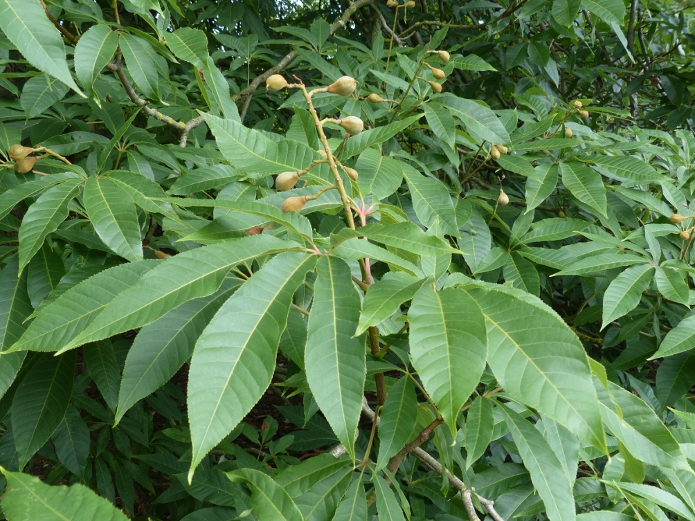 The leaves and fruit of Aesculus indica