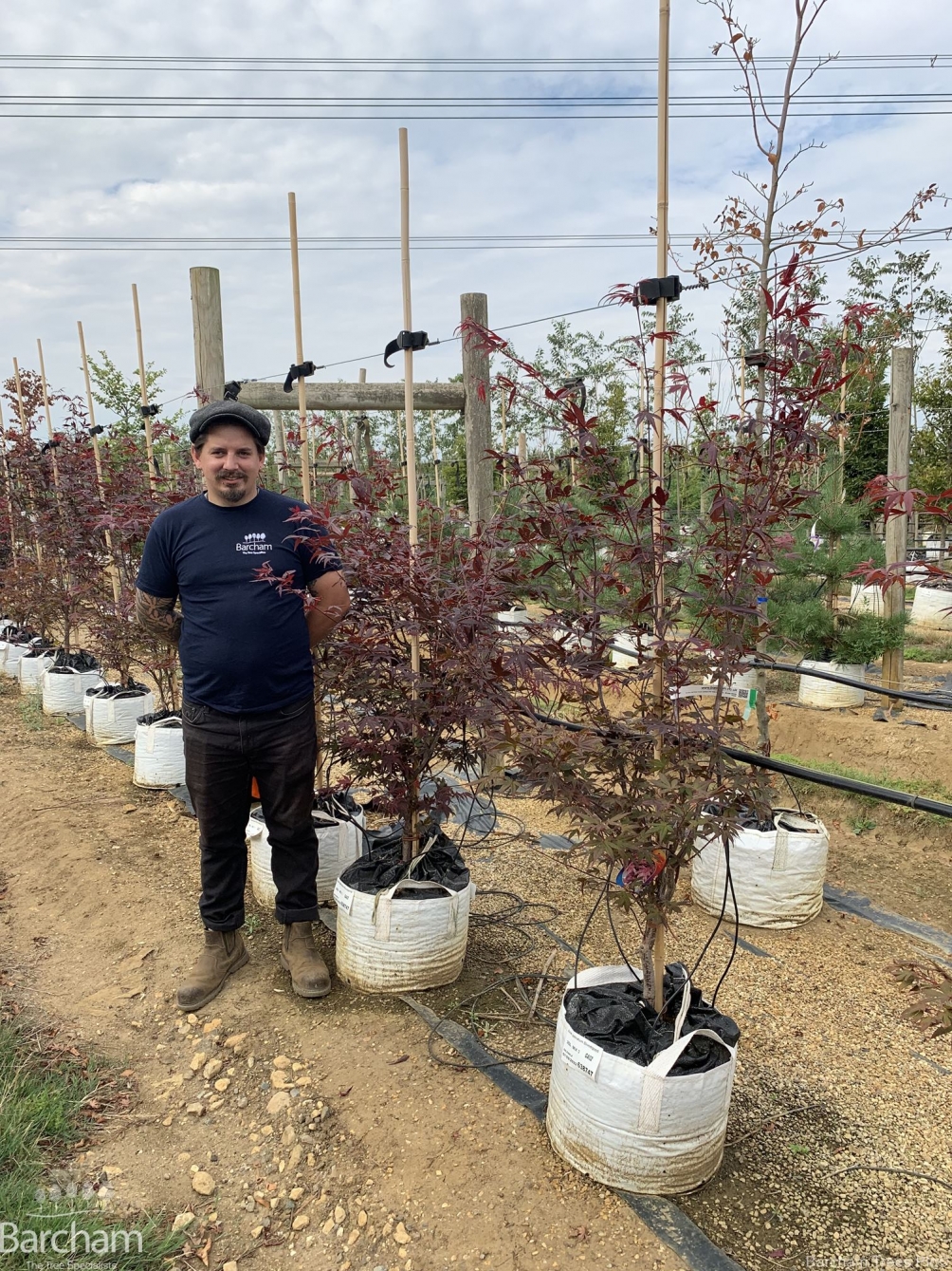 Acer palmatum Bloodgood multi-stem