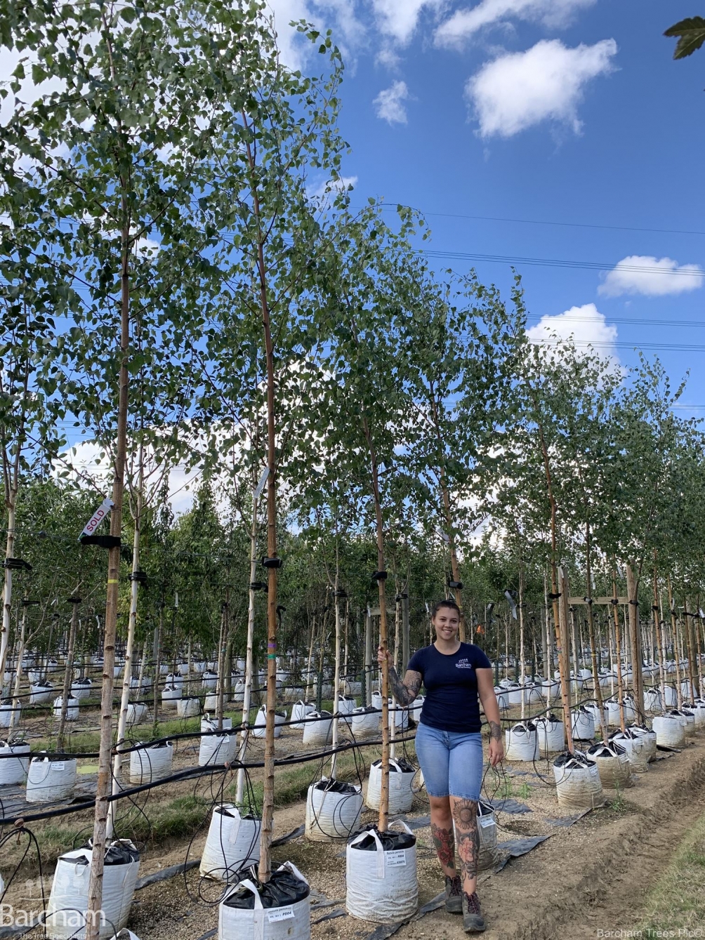 Betula pendula