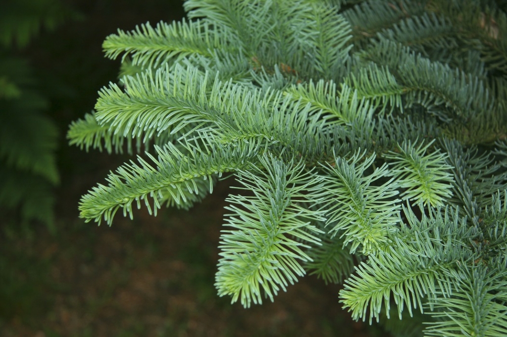 The foliage of Abies nordmanniana
