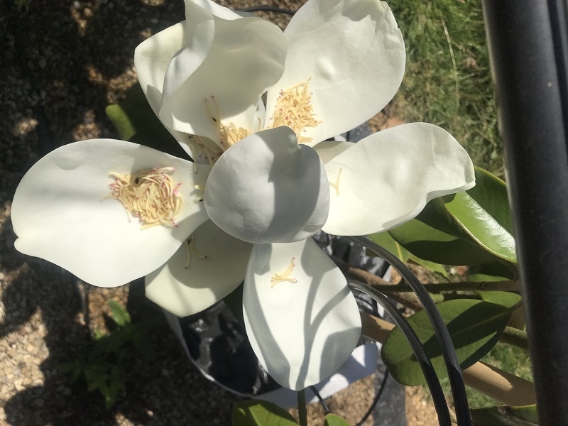 flower of This evergreen Magnolia grandiflora Praecox