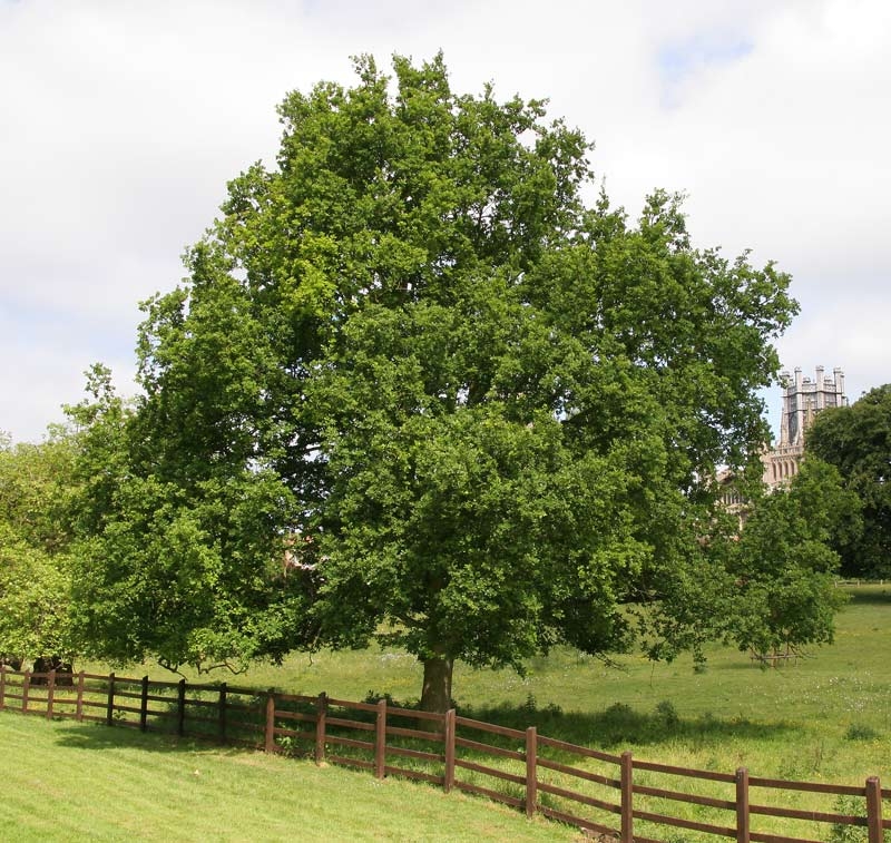 Mature Quercus robur