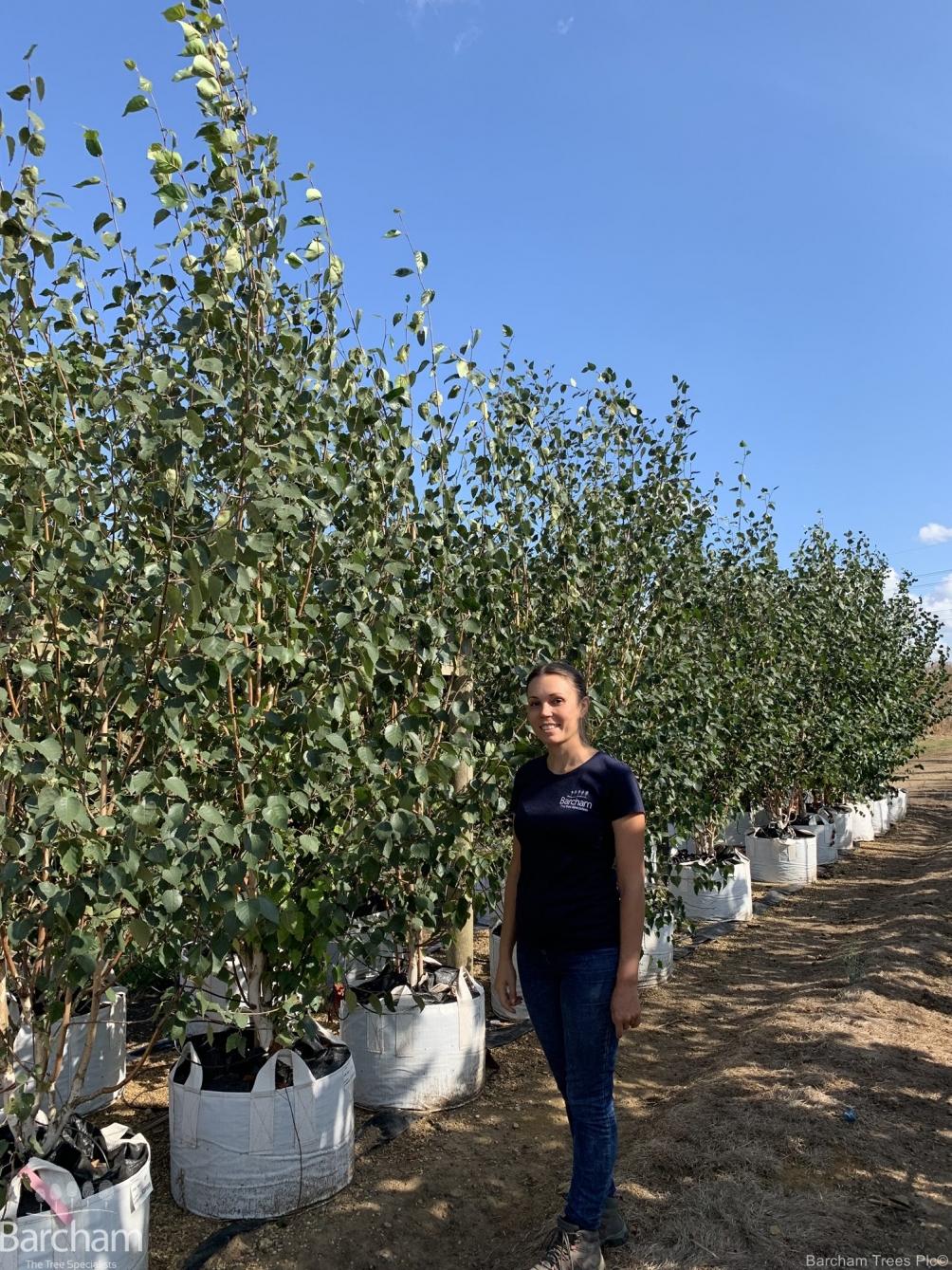 Betula utilis Jacquemontii Doorenbos multi-stem