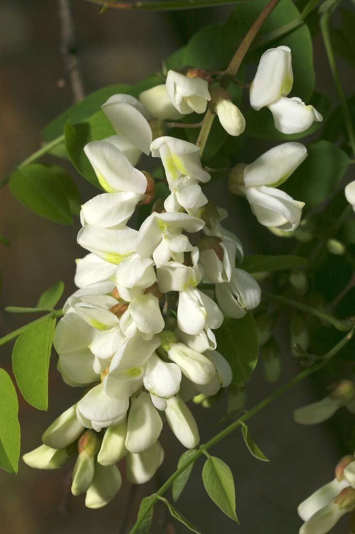 the white flowers of Robinia pseudoacacia