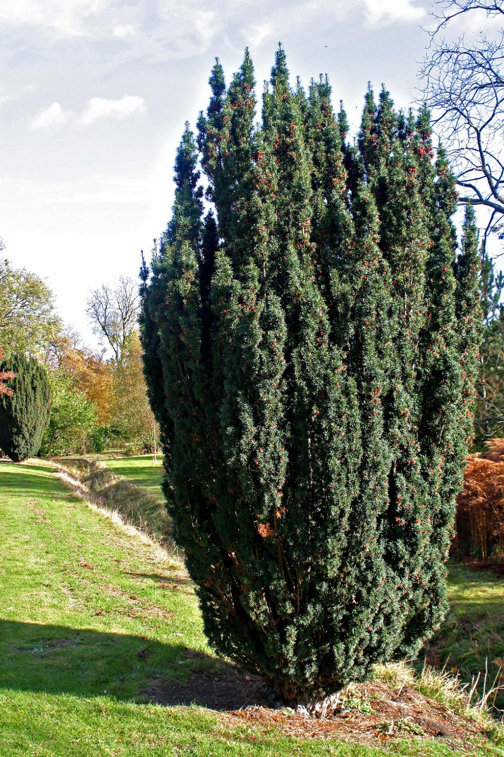 mature Taxus baccata Fastigiata