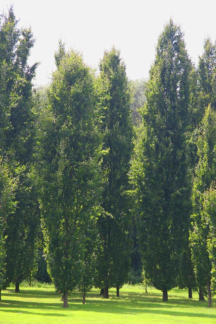 Mature Fagus sylvatica Dawyck grouped together