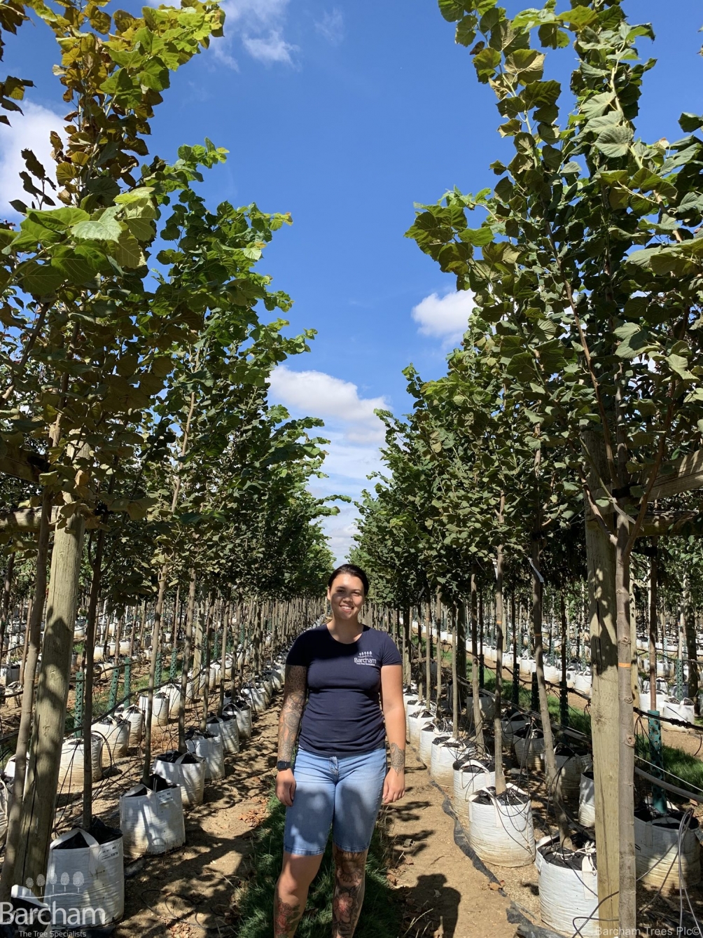 Tilia platyphyllos Rubra