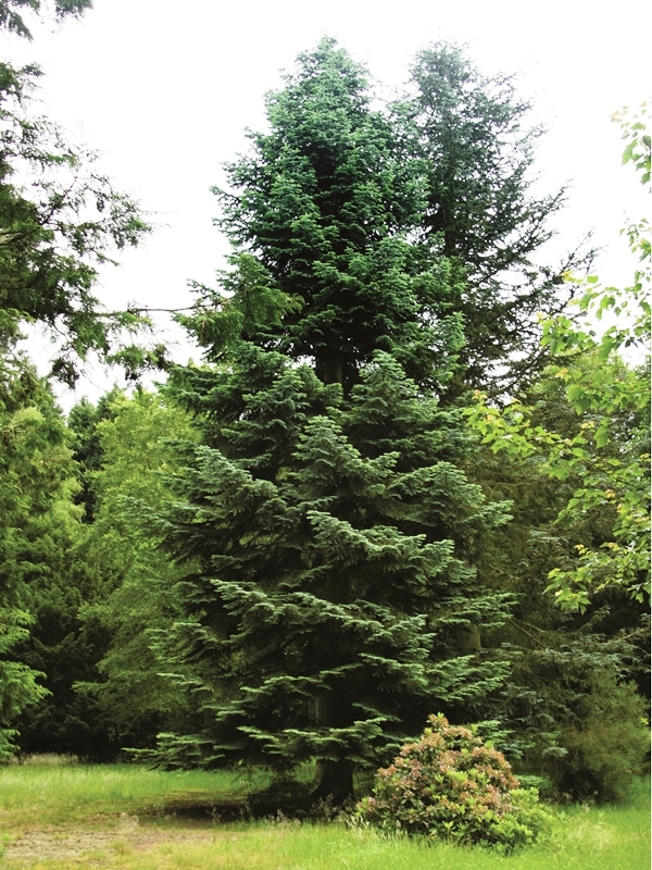 Mature Abies nordmanniana