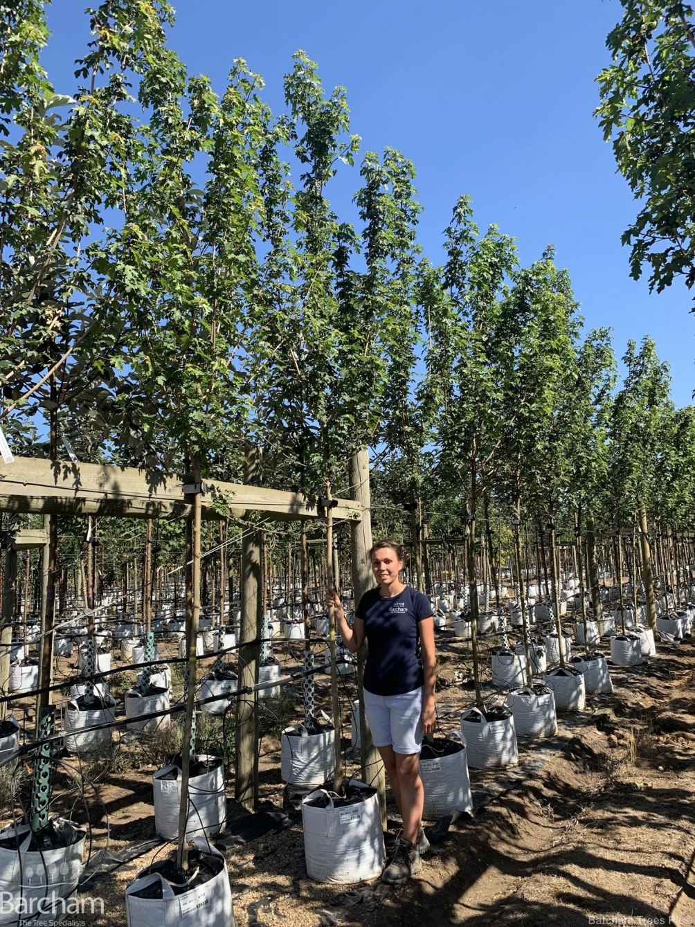 Acer campestre Queen Elizabeth