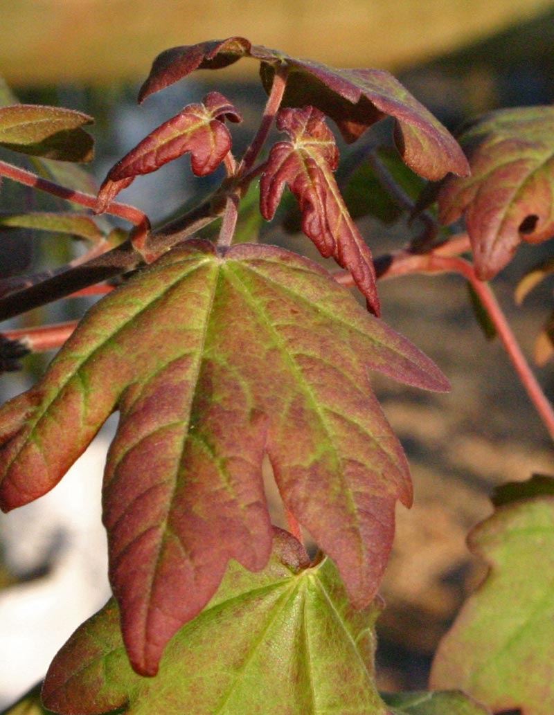 new foliage of Acer campestre Louisa Red Shine