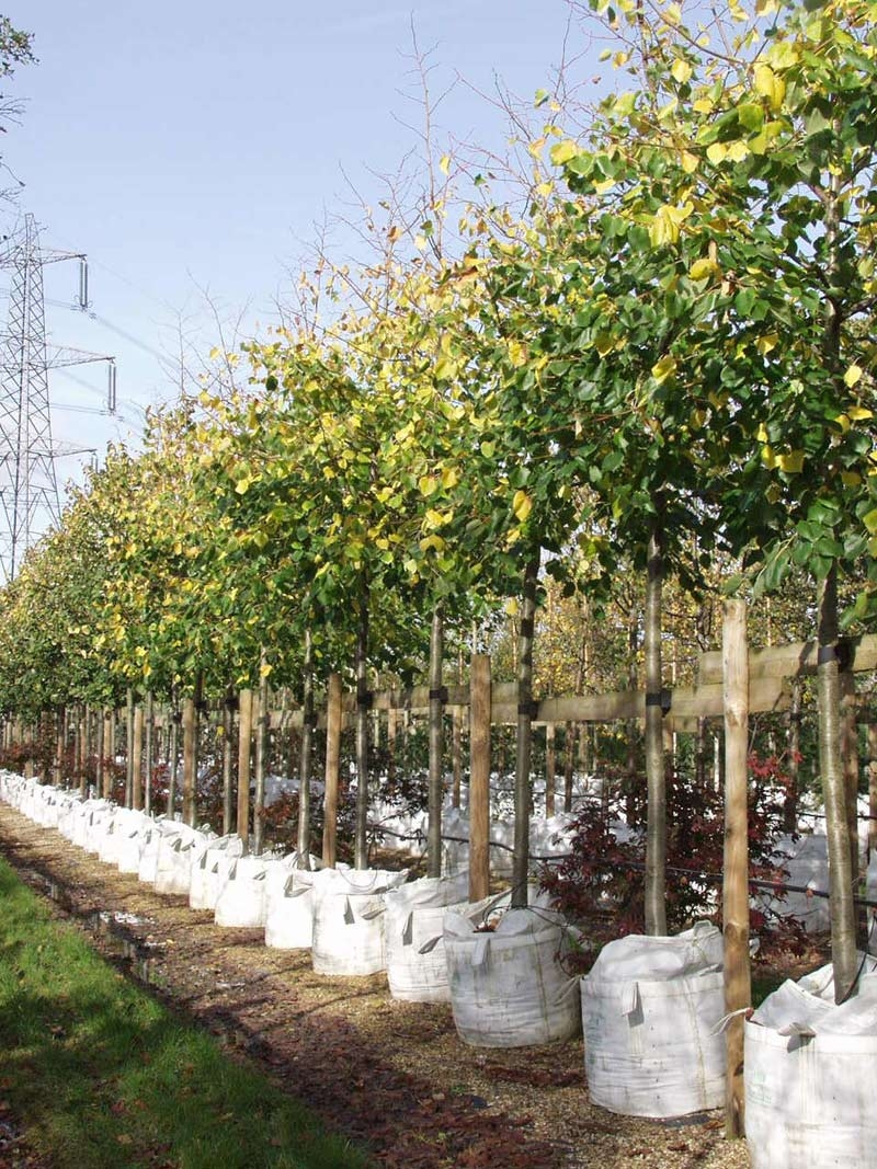 Tilia x euchlora in a row on Barcham Trees nursery