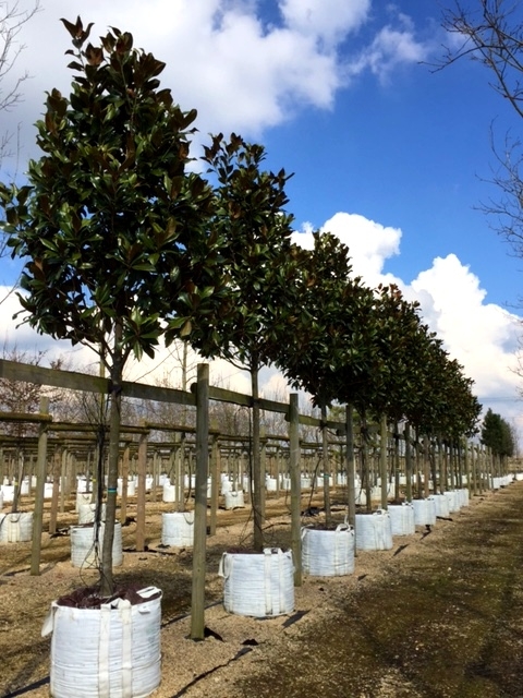 Magnolia grandiflora Gallissonniere at barcham trees