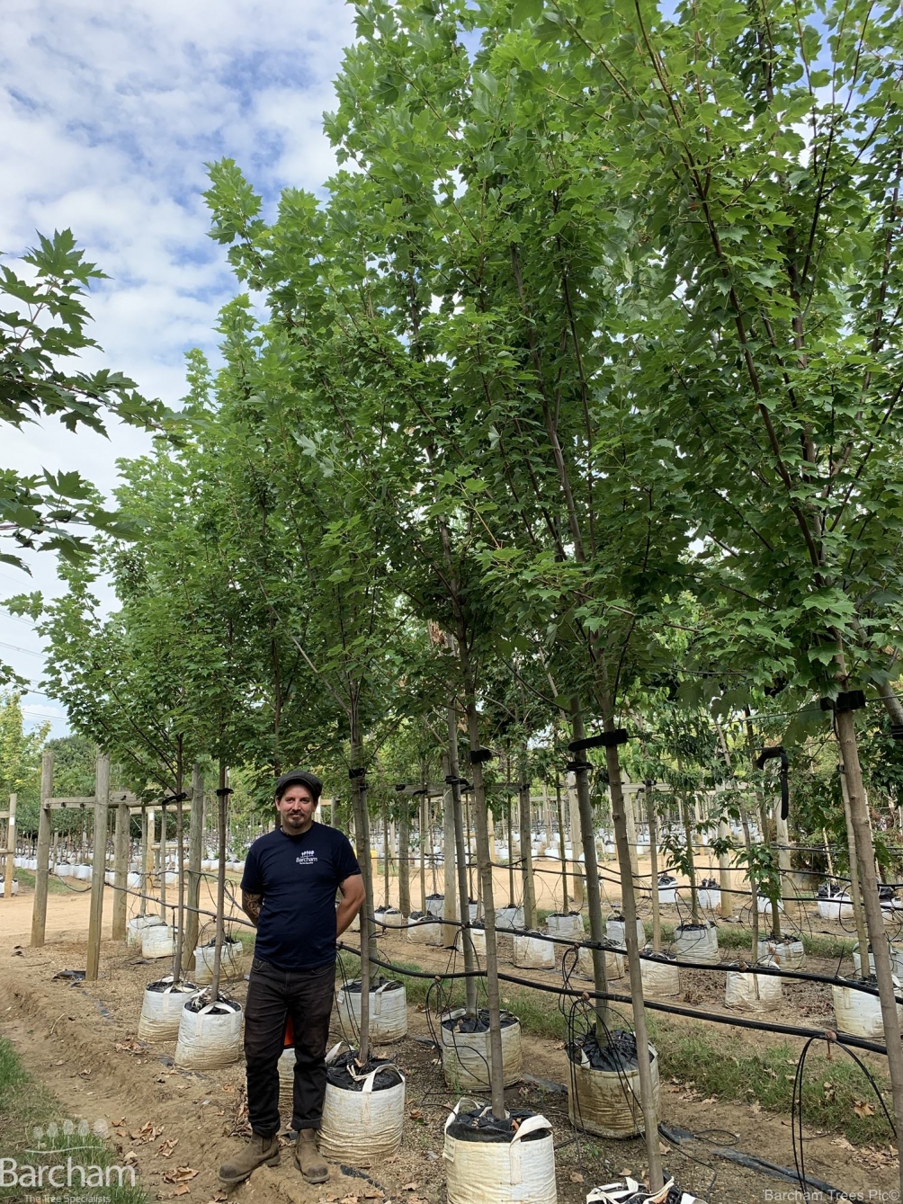 Acer rubrum Bowhall