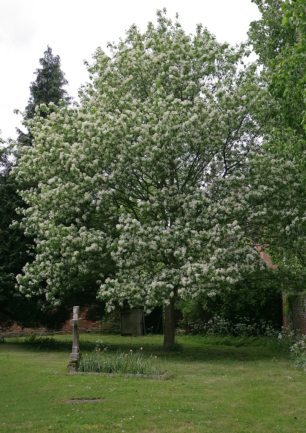 Mature Sorbus torminalis in flower