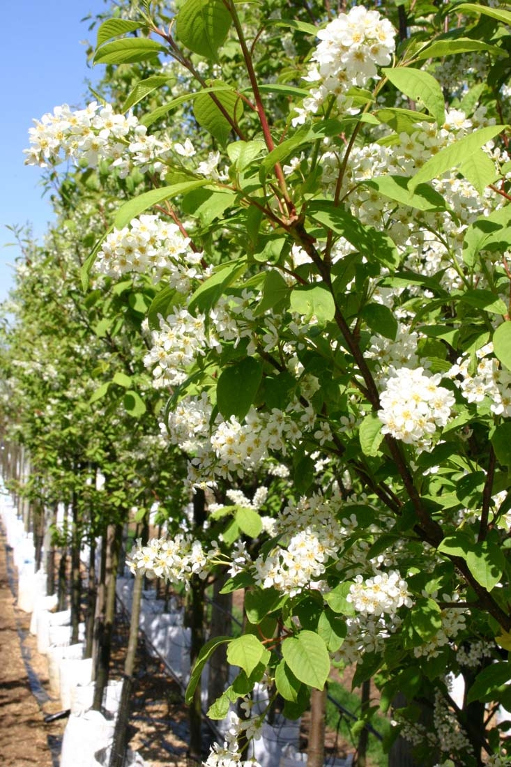 the flowers of Prunus padus