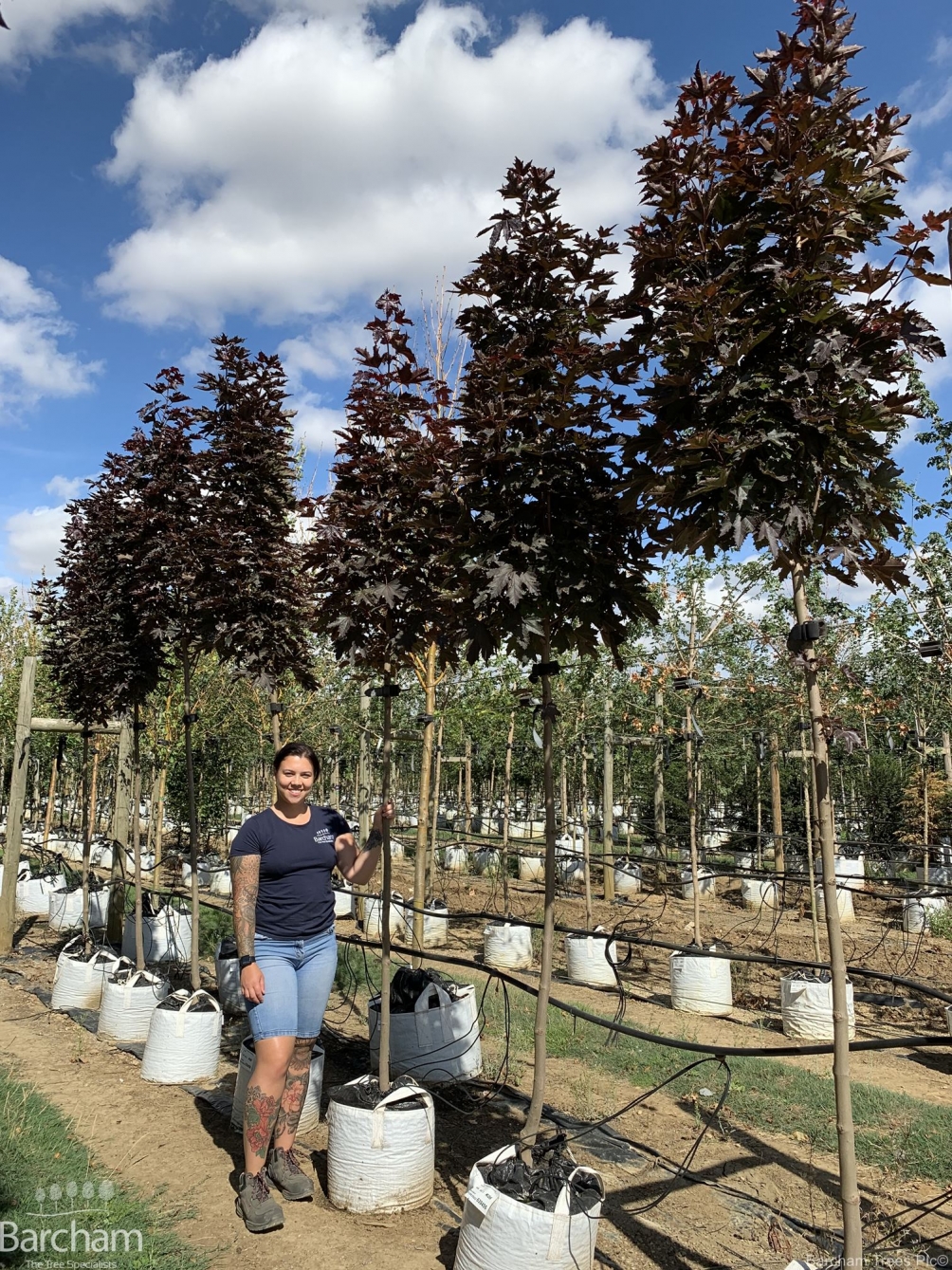 Acer platanoides Crimson Sentry