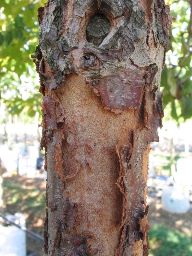 the peeling bark of Cornus mas