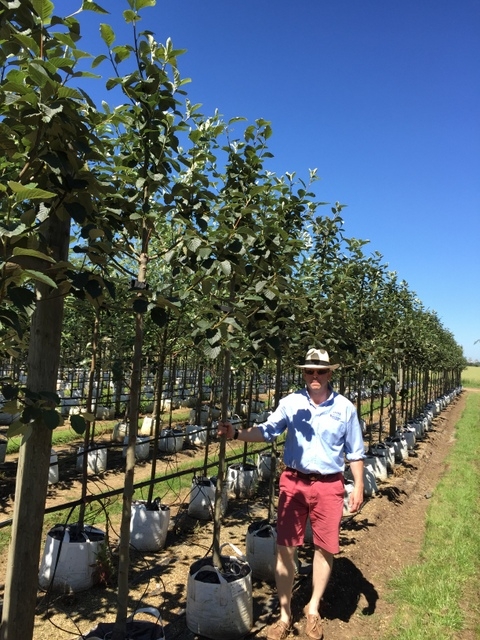 Sorbus incana at barcham trees