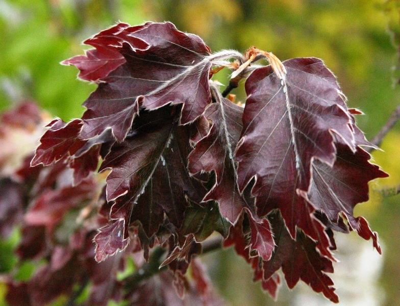 The red/purple foliage of  Medium Rohani Beech, Oakleaf Beech, Rohan European Saw-toothed Beech, Fern Leaved Copper Beech  Fagus sylvatica Rohanii