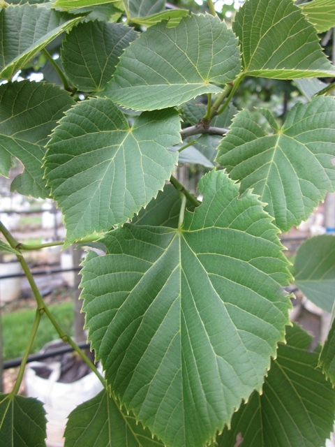 the foliage of Tilia americana American Sentry