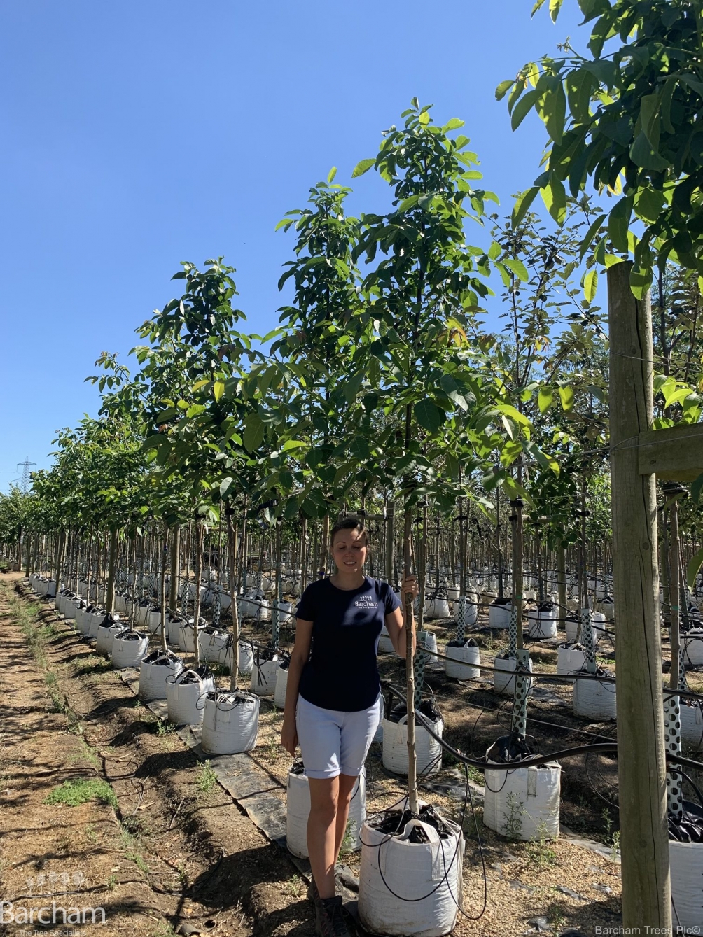Juglans regia