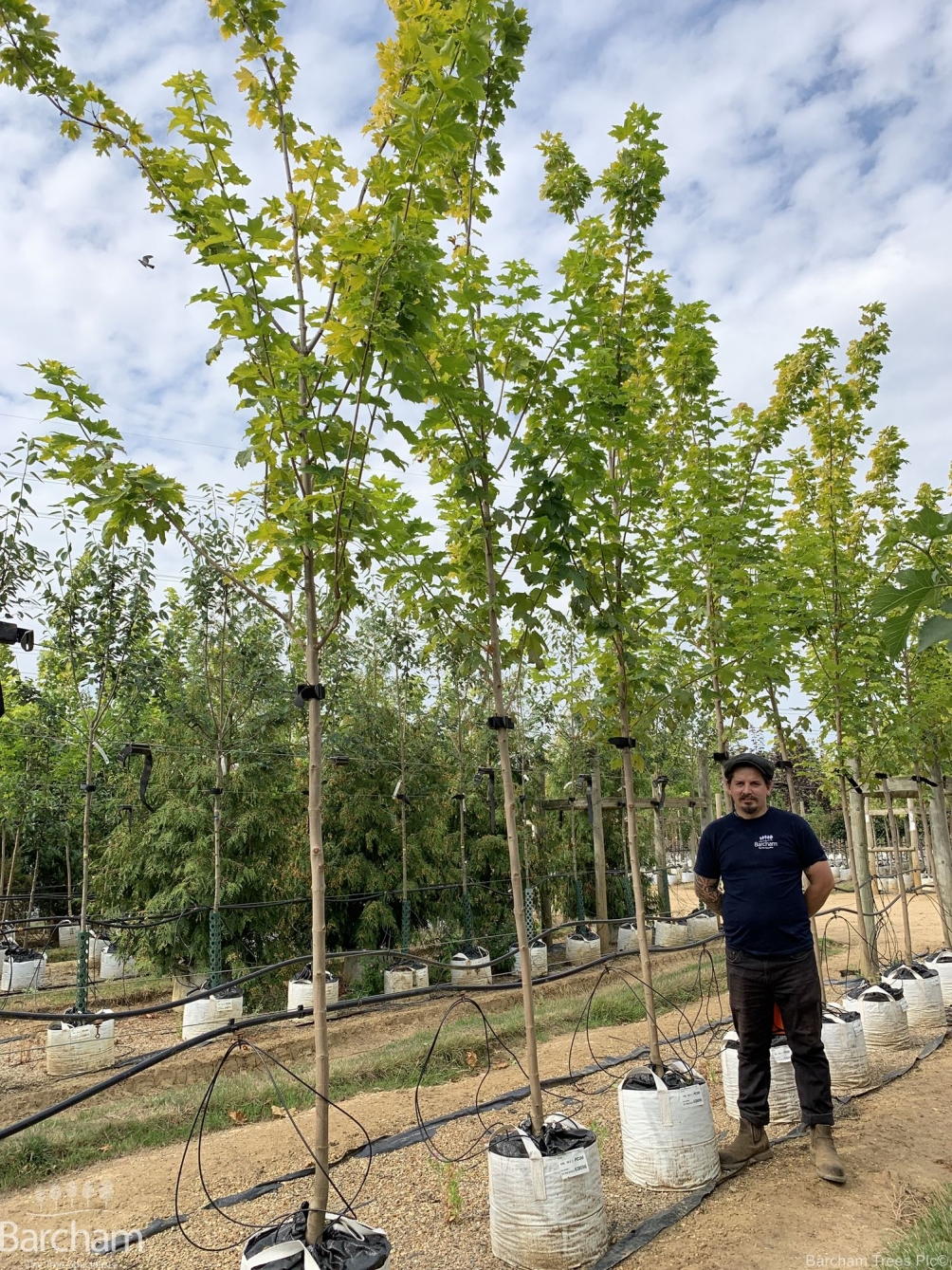 Acer platanoides Princeton Gold